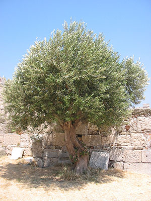 Astrological Prediction Under Olive Trees